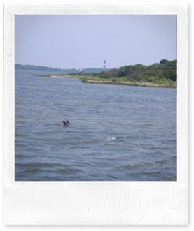 Nags Head Dolphin Watch